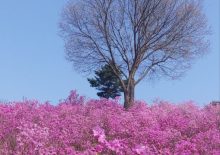 환자산책-부천진달래 동산